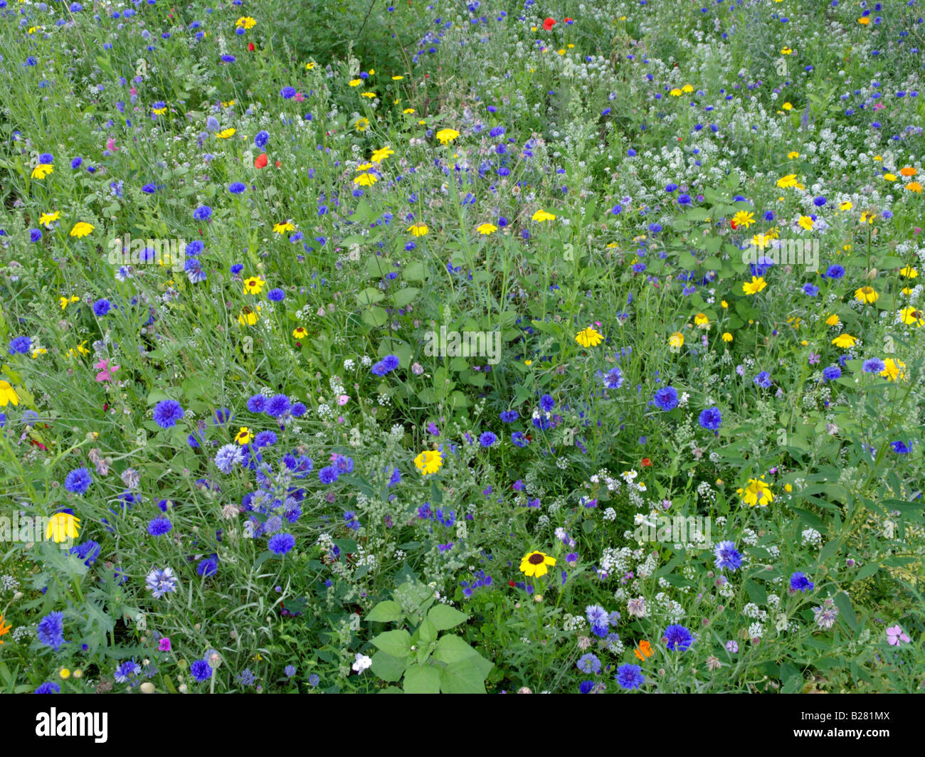 Le bleuet (centaurea cyanus) Banque D'Images