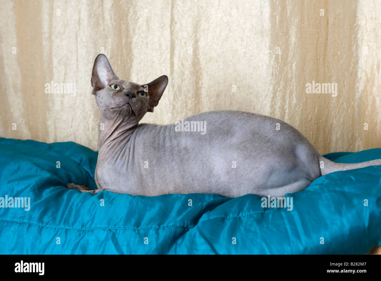 Egalement Connu Sous Le Nom De Chat Sphynx Sans Poil Canadienne Est Une Race De Chat Connue Pour Son Manque D Armoiries Des Biens Disponibles Photo Stock Alamy
