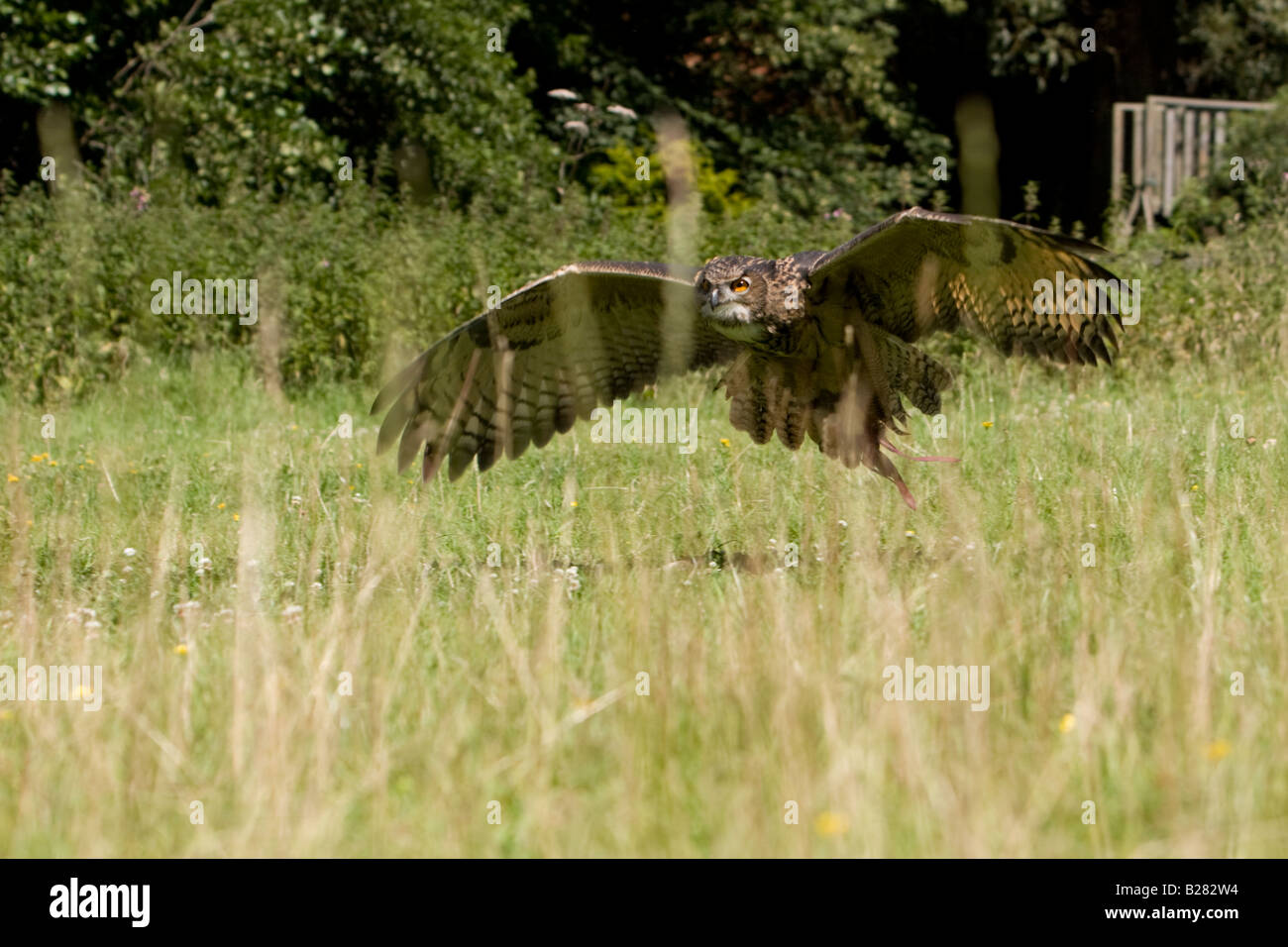 Eagle européennes d'Amérique, Bubo bubo, volant juste au-dessus du niveau du sol Banque D'Images
