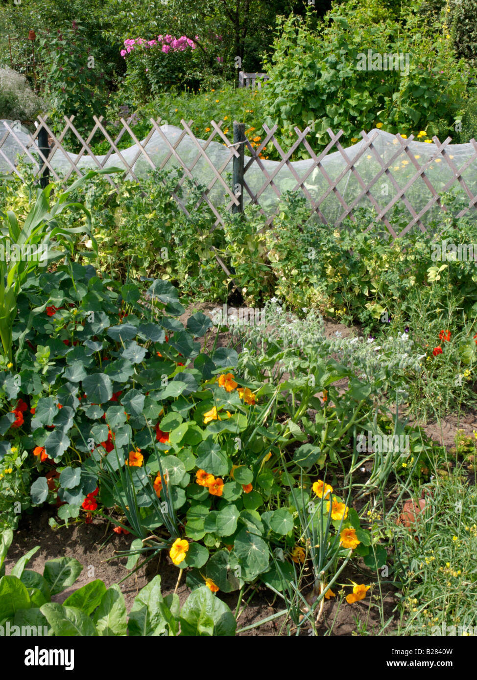 Capucine (Tropaeolum majus) dans un potager Banque D'Images