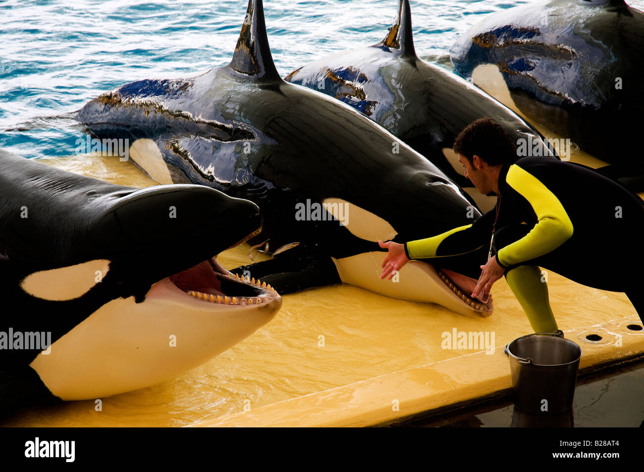 L'alimentation des épaulards gestionnaire au cours de l'Orca Show à Loro Parque, Puerto de la Cruz, Tenerife, Espagne Banque D'Images