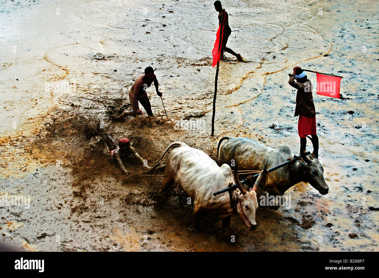 Bull race point de finition Banque D'Images