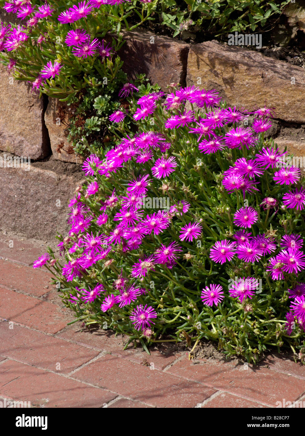 Hardy usine à glace (Delosperma cooperi) Banque D'Images