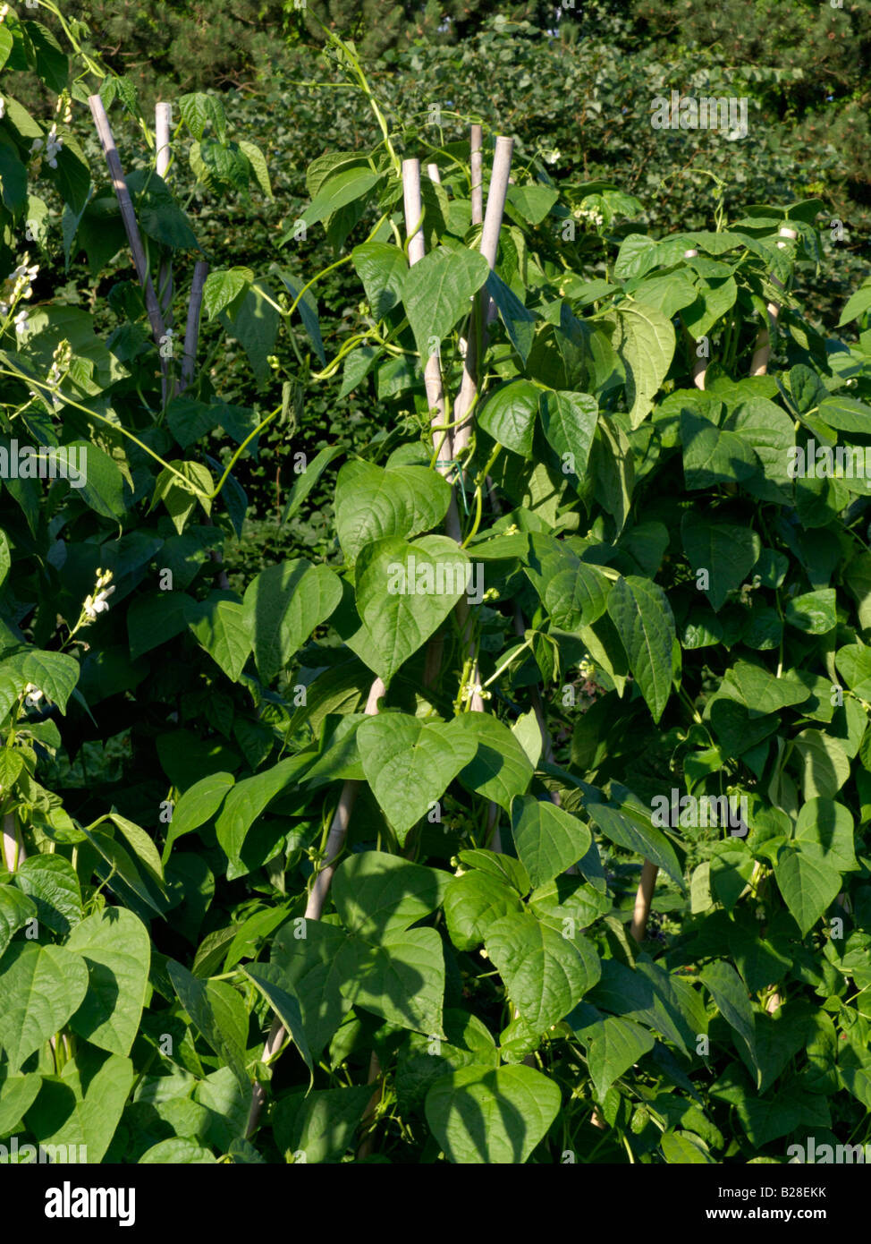 Le haricot (Phaseolus vulgaris) Banque D'Images
