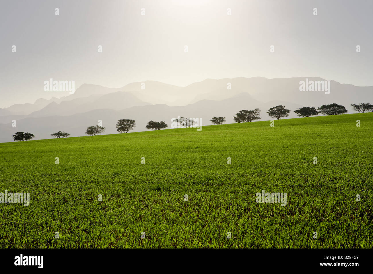 Les terres agricoles d'Overberg Banque D'Images