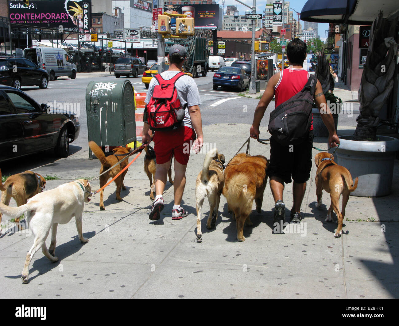 Promenade de chien professionnel walker urban city Banque D'Images