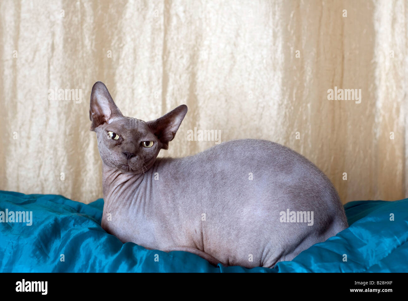 Egalement Connu Sous Le Nom De Chat Sphynx Sans Poil Canadienne Est Une Race De Chat Connue Pour Son Manque D Armoiries Des Biens Disponibles Photo Stock Alamy