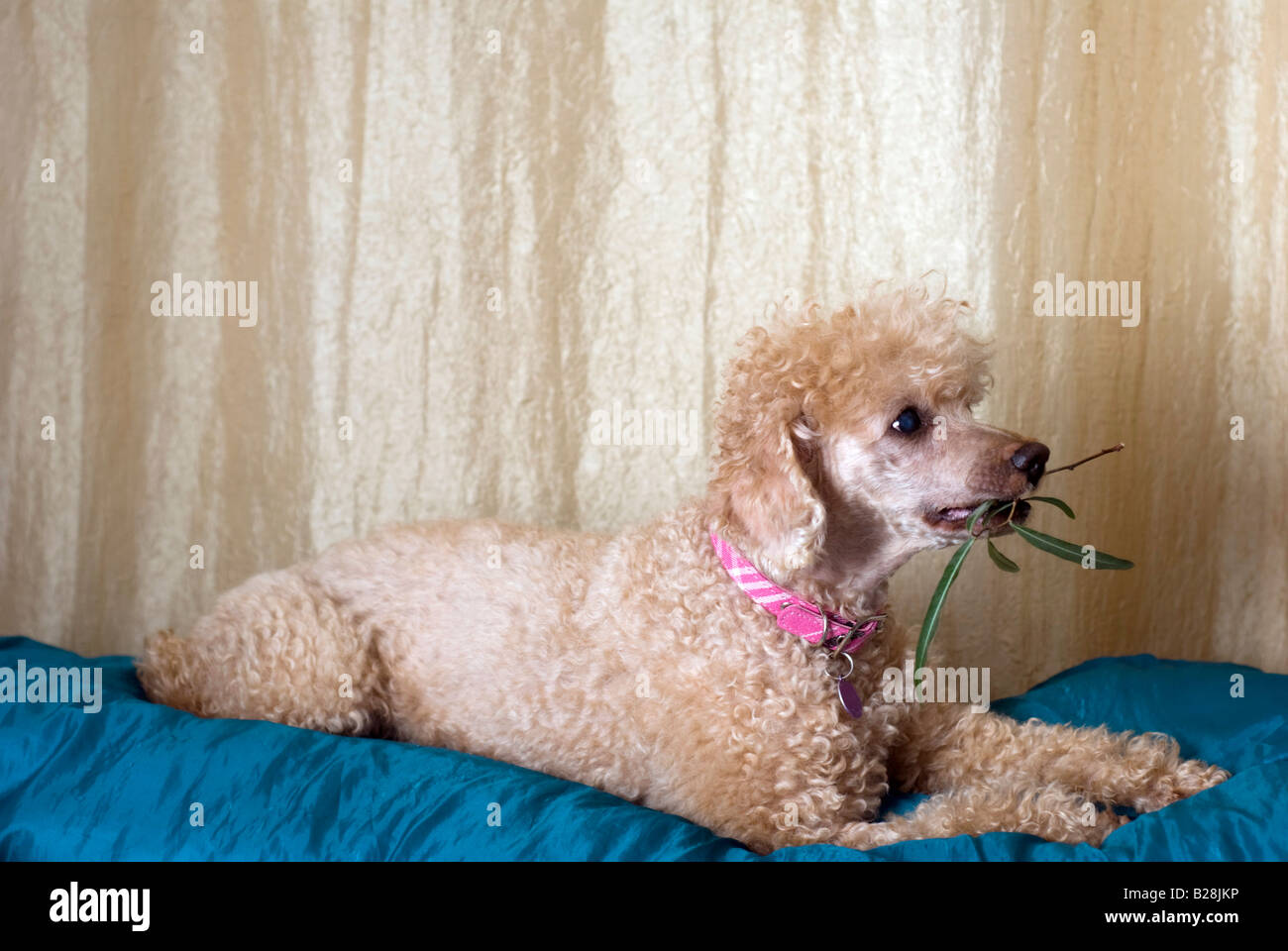 Abricot caniche miniature avec une branche d'olivier dans la bouche Banque D'Images