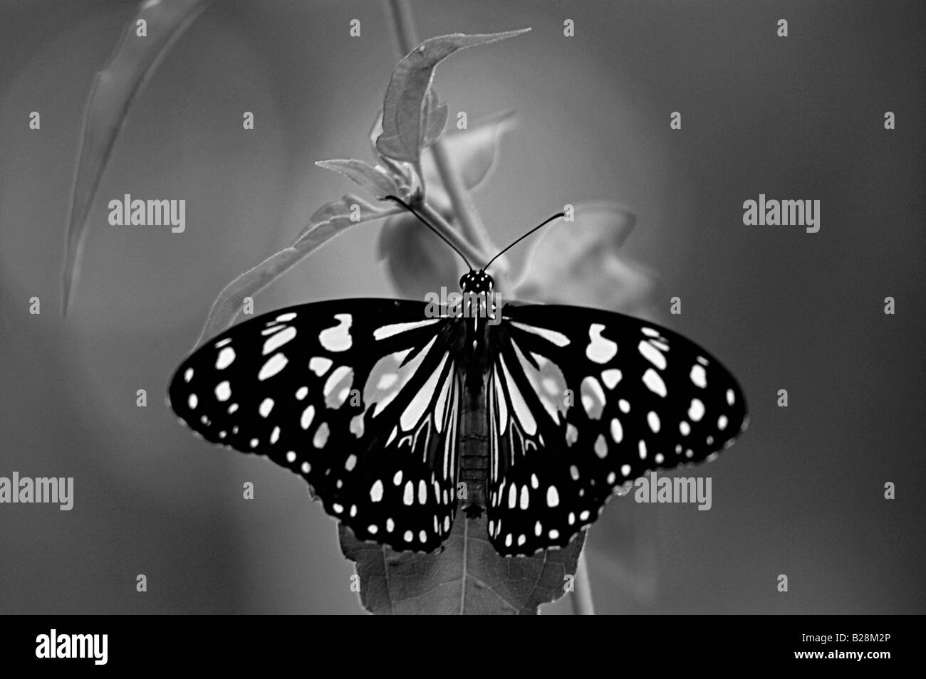 Papillon Banque D'Images