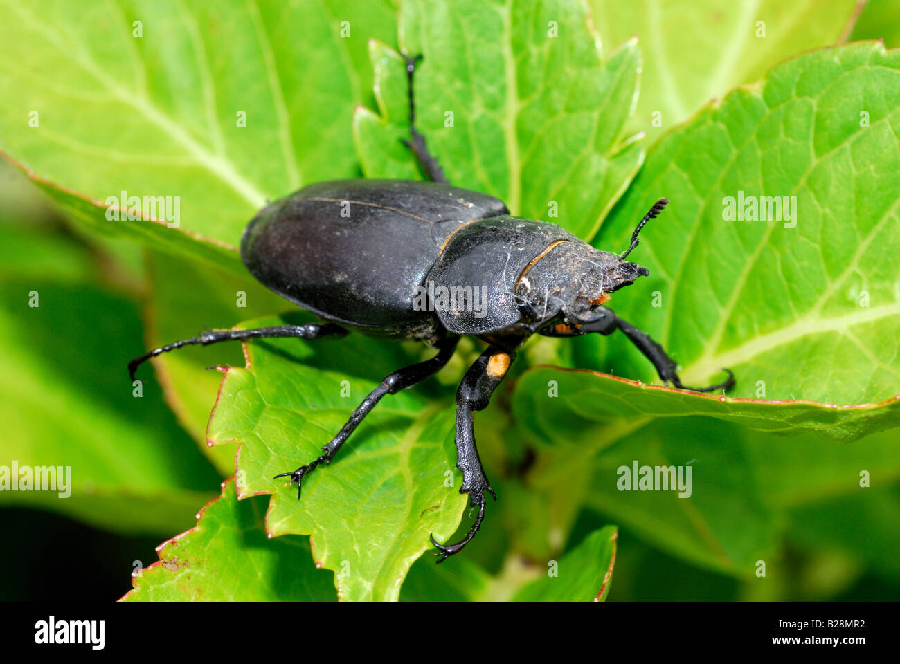 Stag beetle sur feuille verte Banque D'Images
