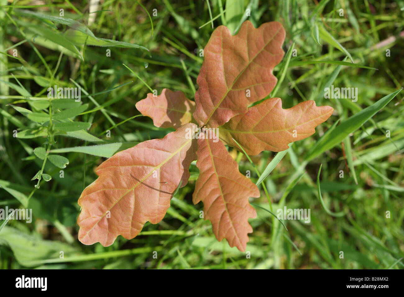 De chêne Quercus robur petite pousse des semis par les herbages Banque D'Images