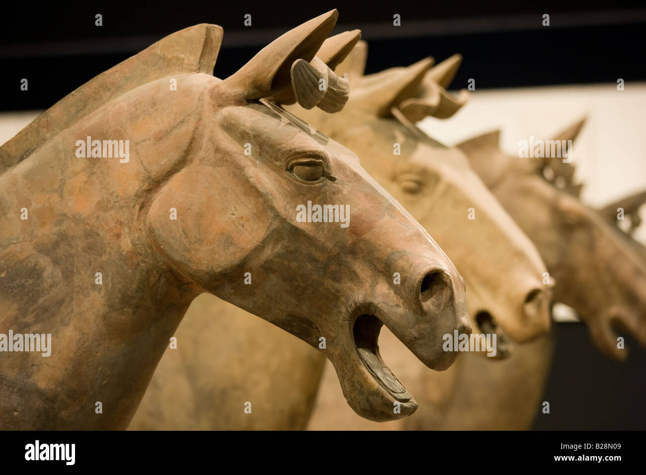Les chevaux de l'Armée de terre cuite sur l'affichage dans le musée d'histoire de Shaanxi Xian Chine Banque D'Images