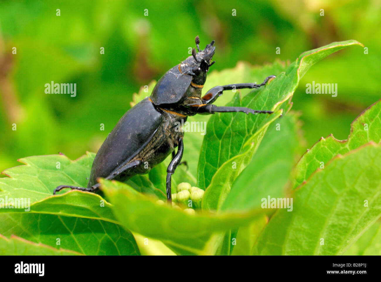 Stag beetle sur feuille verte Banque D'Images