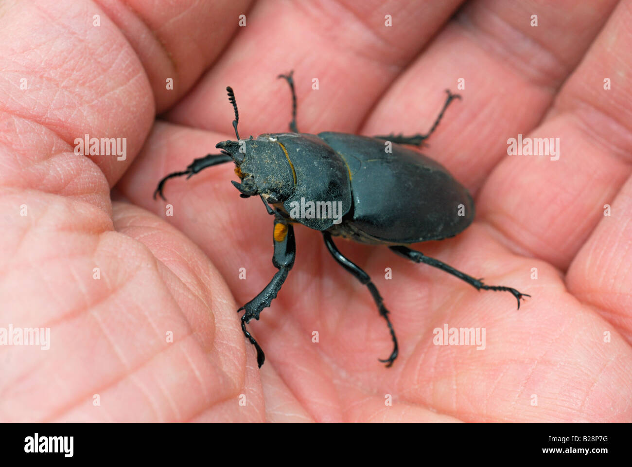 Stag beetle assis dans une personnes hand Banque D'Images