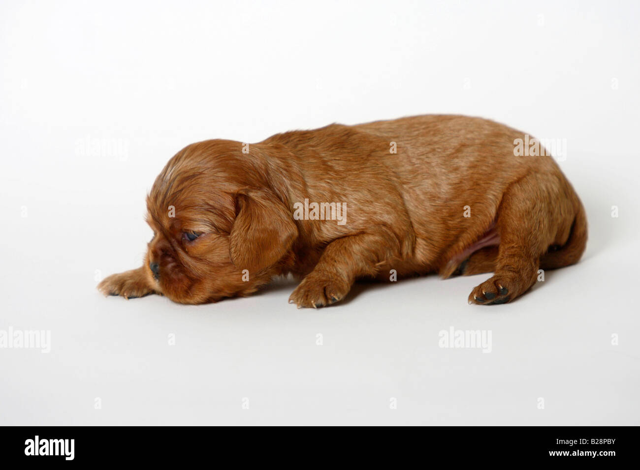 Cavalier King Charles Spaniel puppy ruby 17 jours Banque D'Images