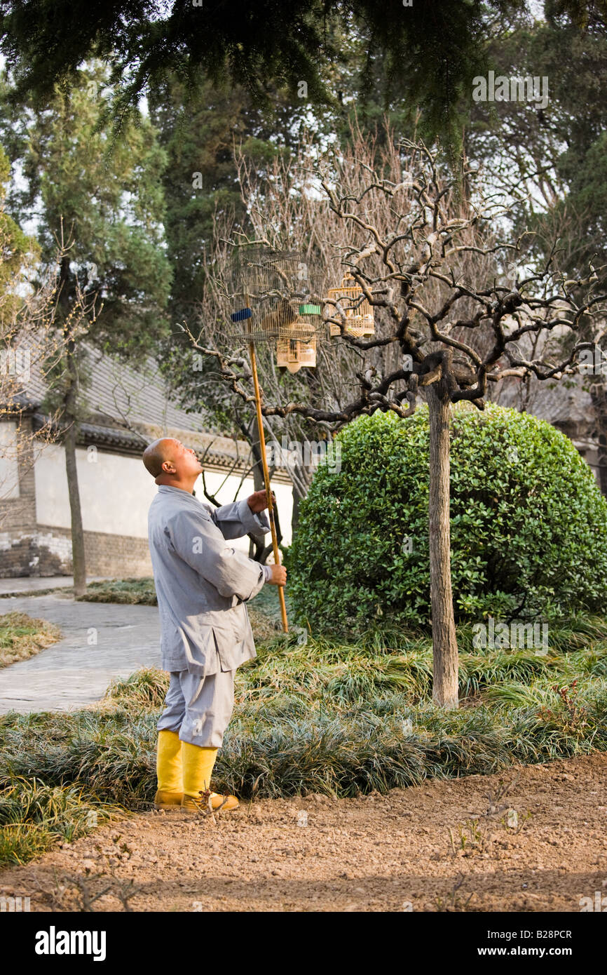 Monk pend un rire en cage Bicknell sur une branche dans le jardin de moine la Grande Pagode de l'Oie Sauvage Xian Chine Banque D'Images