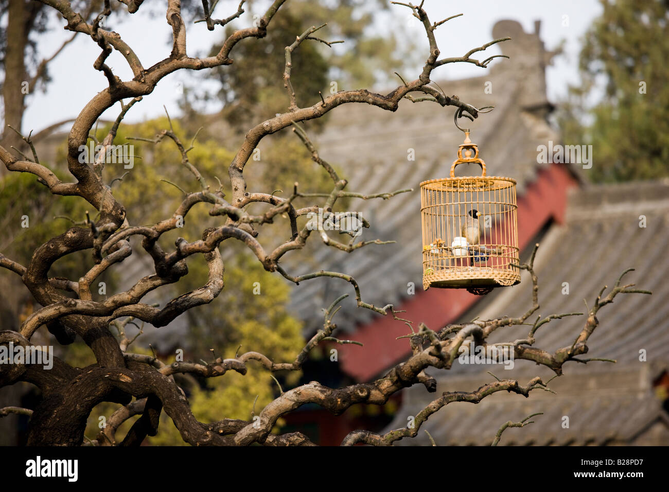 Rire des grives en accrochant la cage sur une branche dans le moine le jardin de la Grande Pagode de l'Oie Sauvage Xian Chine Banque D'Images