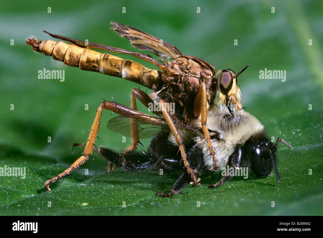 Robber Fly manger une abeille Bumblee Diogmites neoternatus Banque D'Images