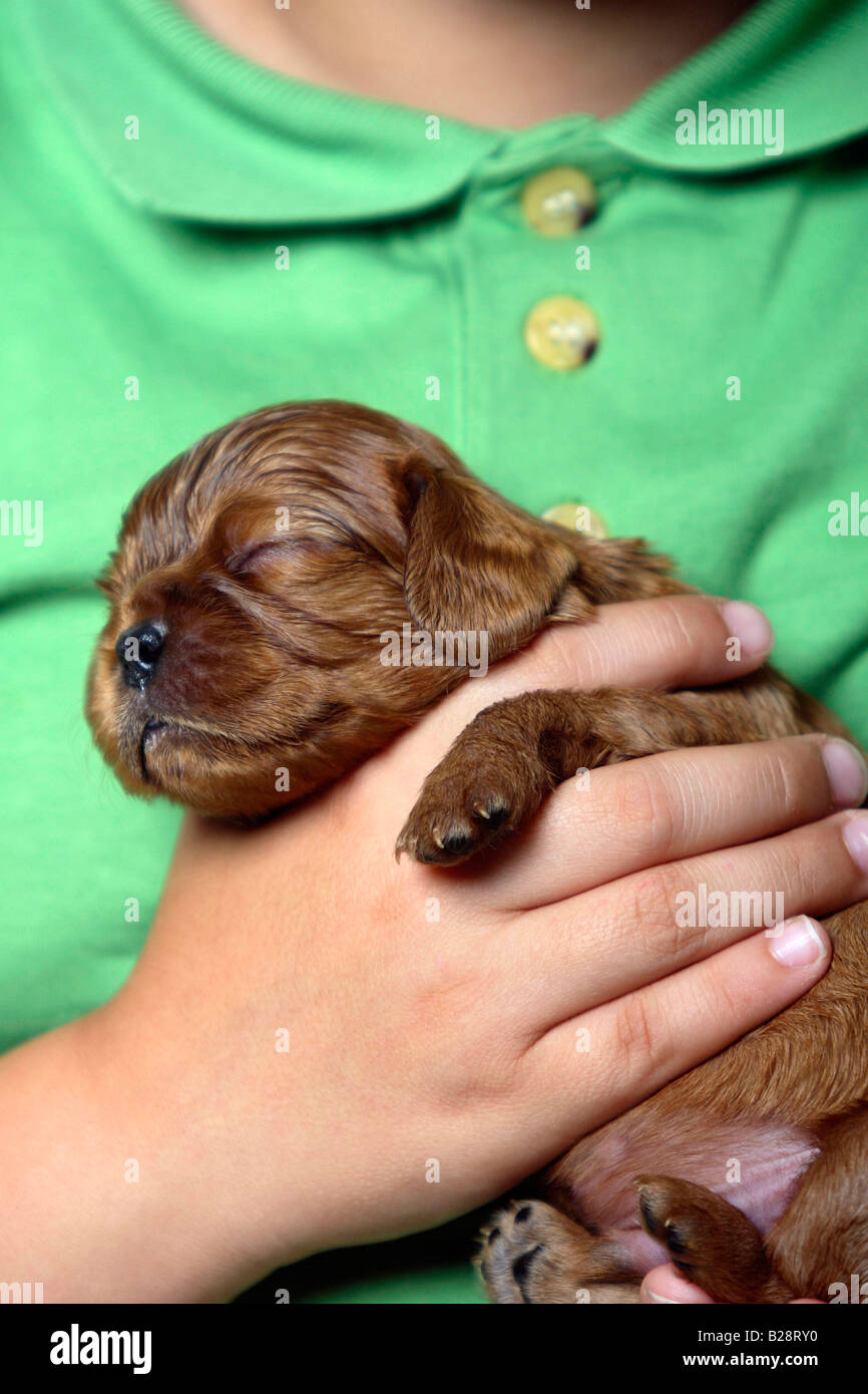 Cavalier King Charles Spaniel puppy ruby 17 jours tenir dans la main Banque D'Images