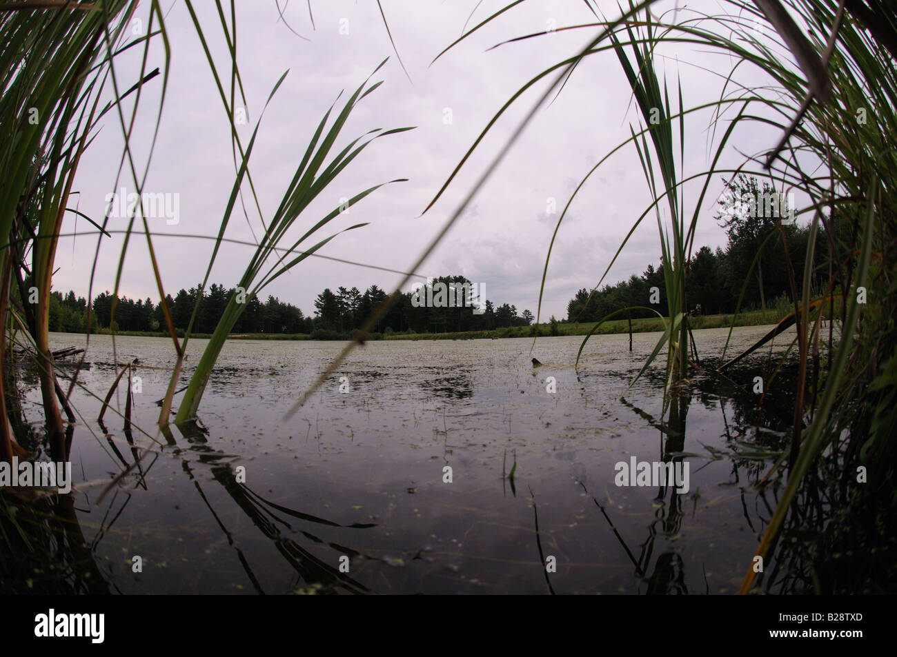 Une vue grand angle de vue de l'oeil, de la grenouille de l'étang sur un terrain de golf. Les mauvaises herbes et de scirpes chatoiement la rive de fairways. Banque D'Images