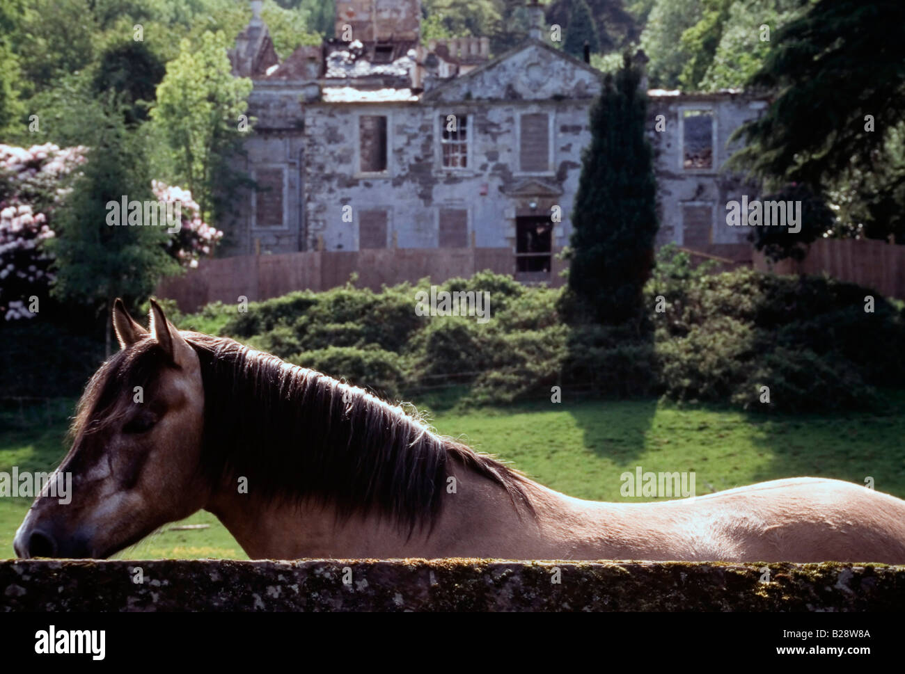 Un cheval dans un champ en face de l'épave Woodbank House, près de Balloch, Ecosse Banque D'Images