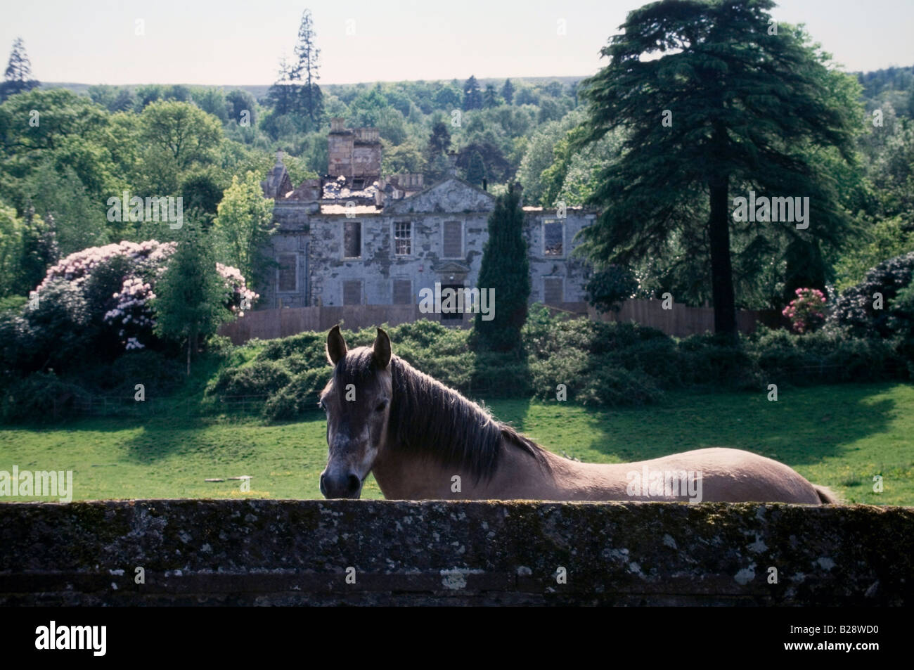 Un cheval dans un champ en face de l'épave Woodbank House, près de Balloch, Ecosse Banque D'Images