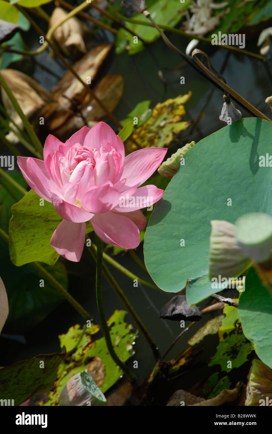 Fleur de Lotus Banque D'Images