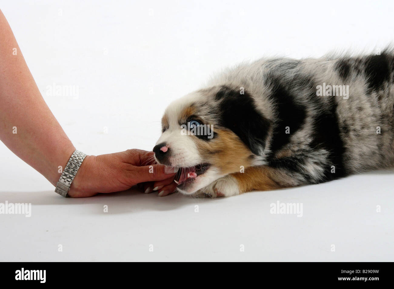 Berger Australien chiot 7 semaines de mordre dans les doigt Banque D'Images