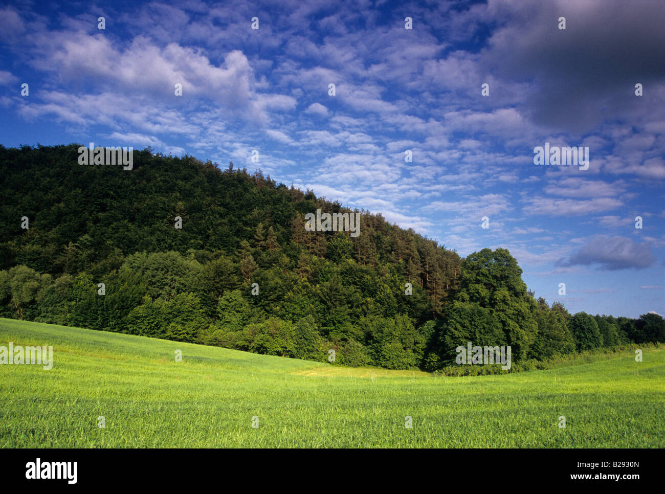 Forêt de montagne sol loess rock ciel assombri sur le terrain vallonné pittoresque paysage roulant Pologne Banque D'Images