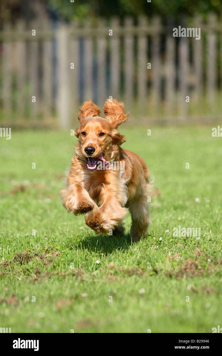 Cocker Anglais 6 Mois Banque Dimages Photo Stock 18644422