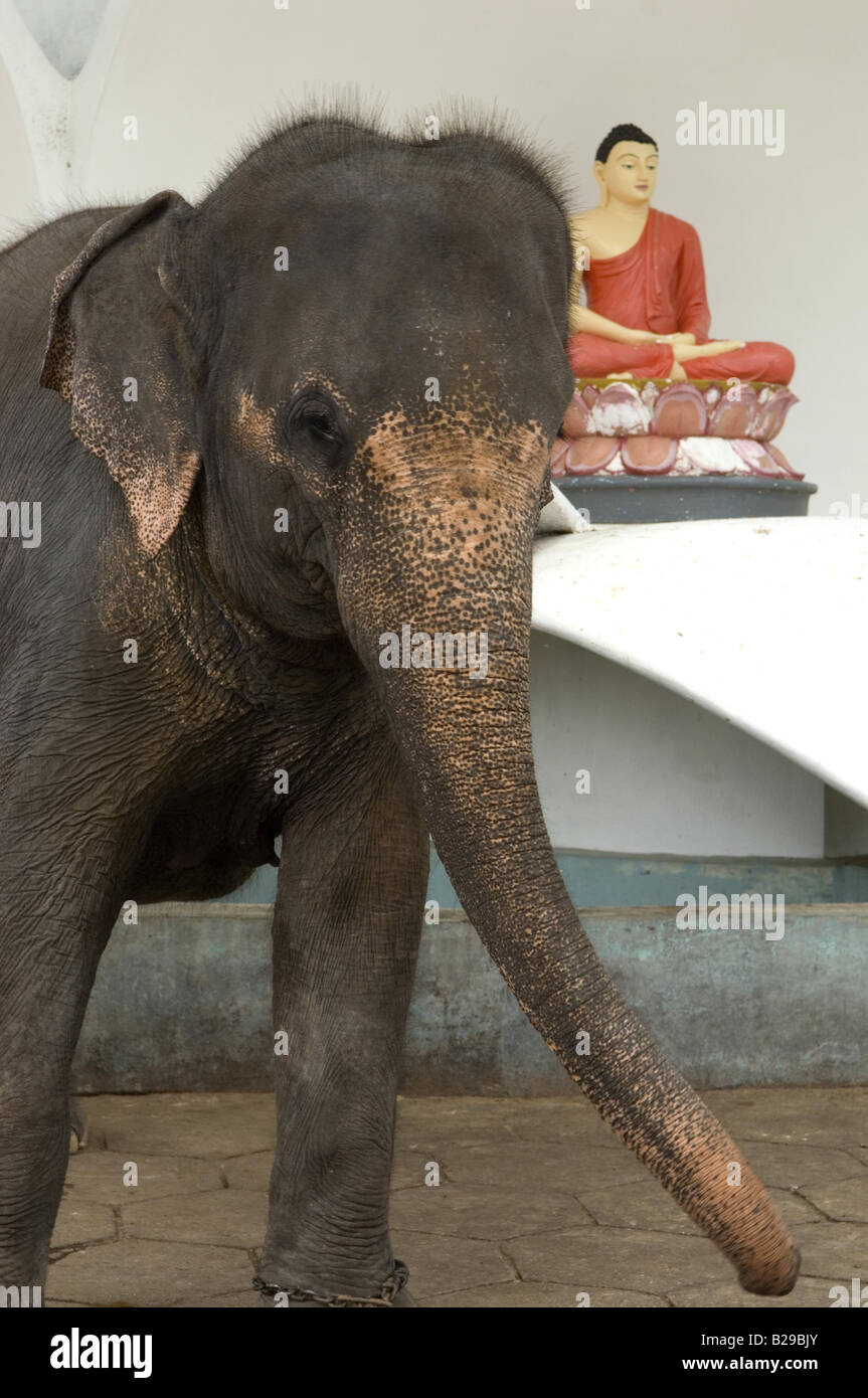 L'éléphant indien à Galapota temple Sri Lanka Banque D'Images