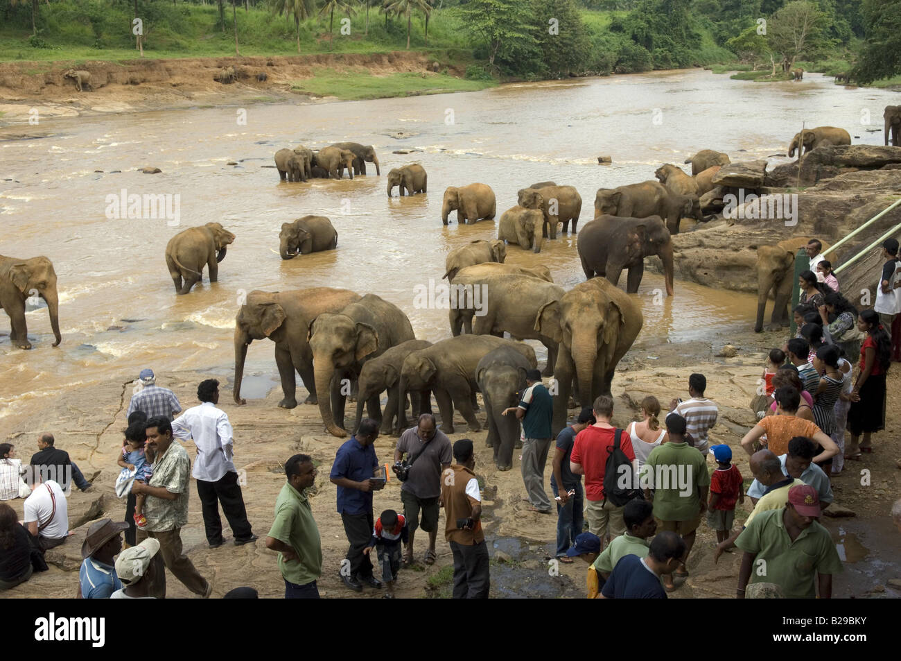 Pinnewala orphelinat des éléphants dans la rivière à côté du Sri Lanka Banque D'Images