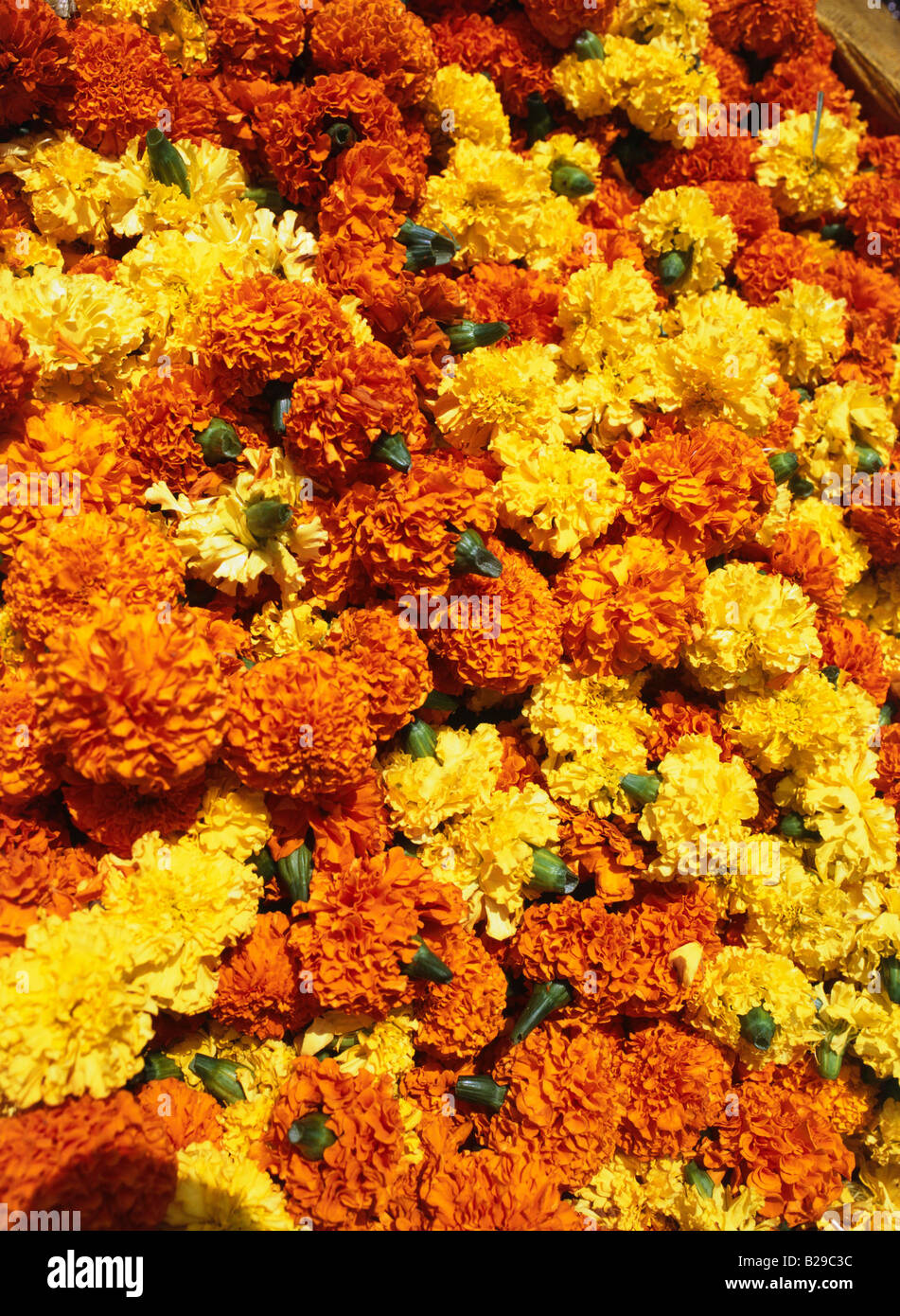 W L'Inde Bengale Calcutta Marché aux Fleurs Banque D'Images