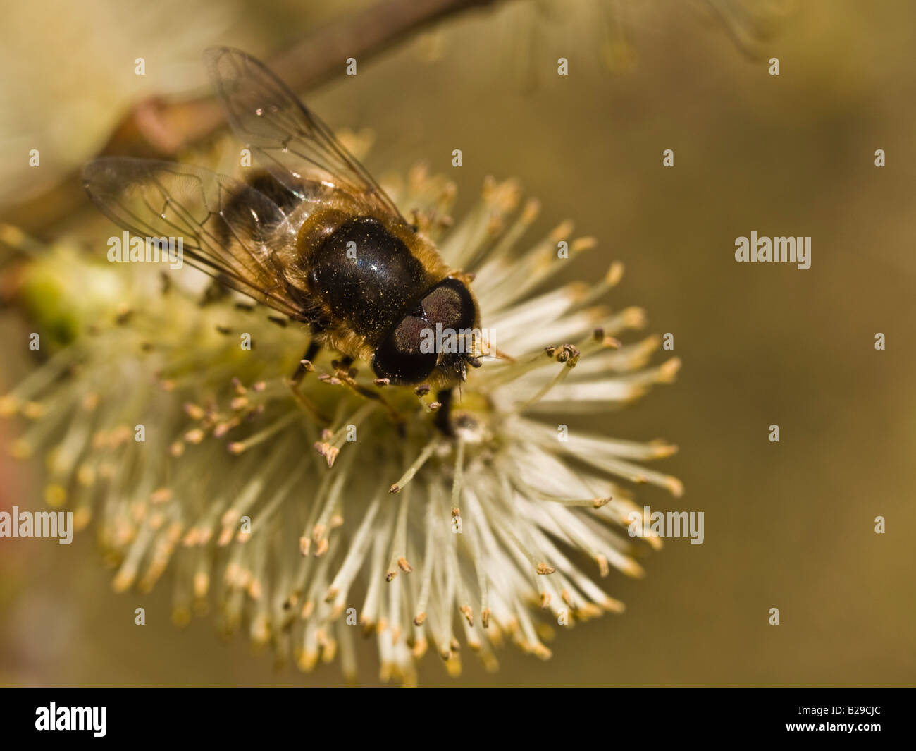 Eristalis tenax Fly drone (Syrphidae) Banque D'Images