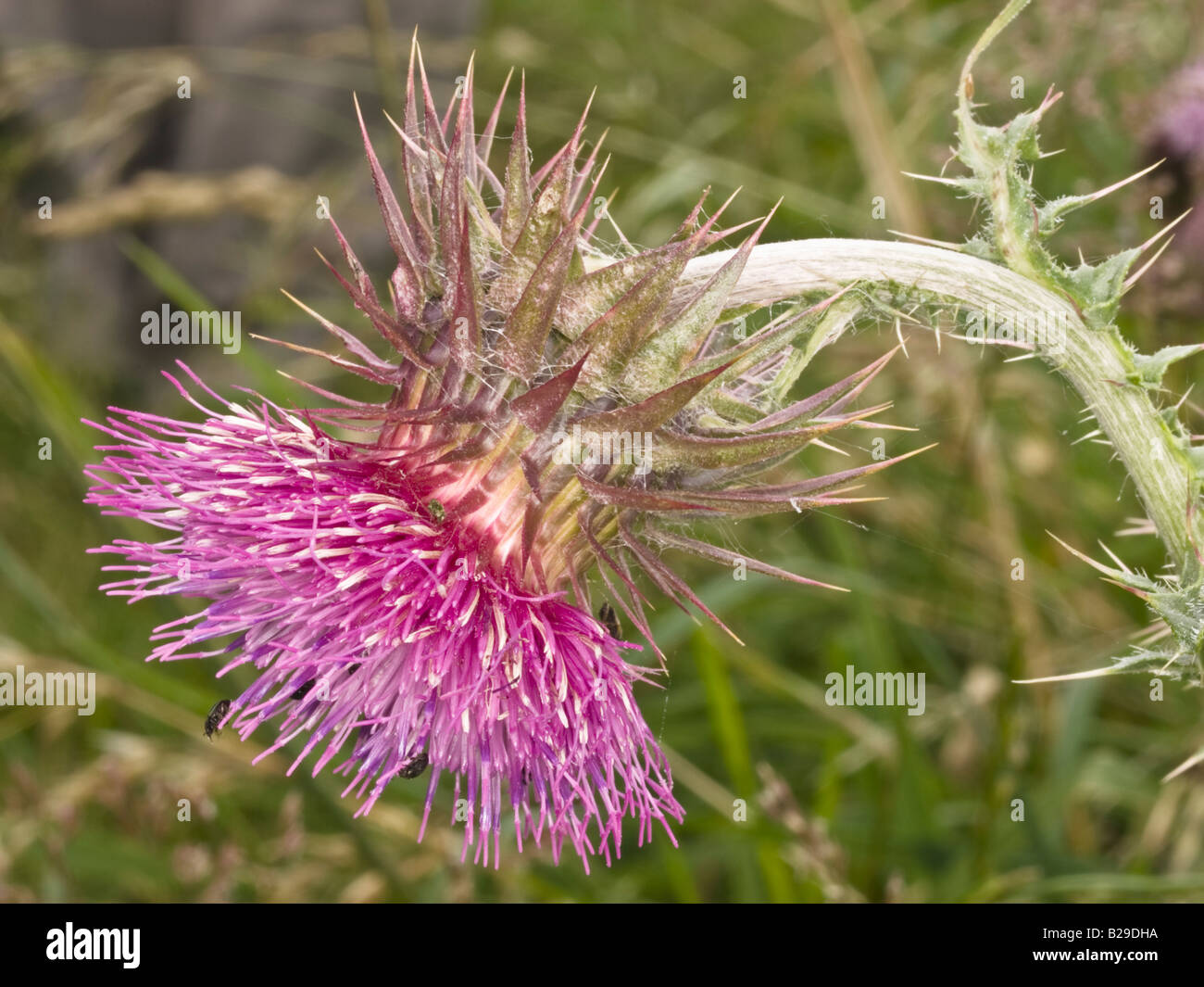 Musk Thistle Carduus nutans (Asteraceae) Banque D'Images