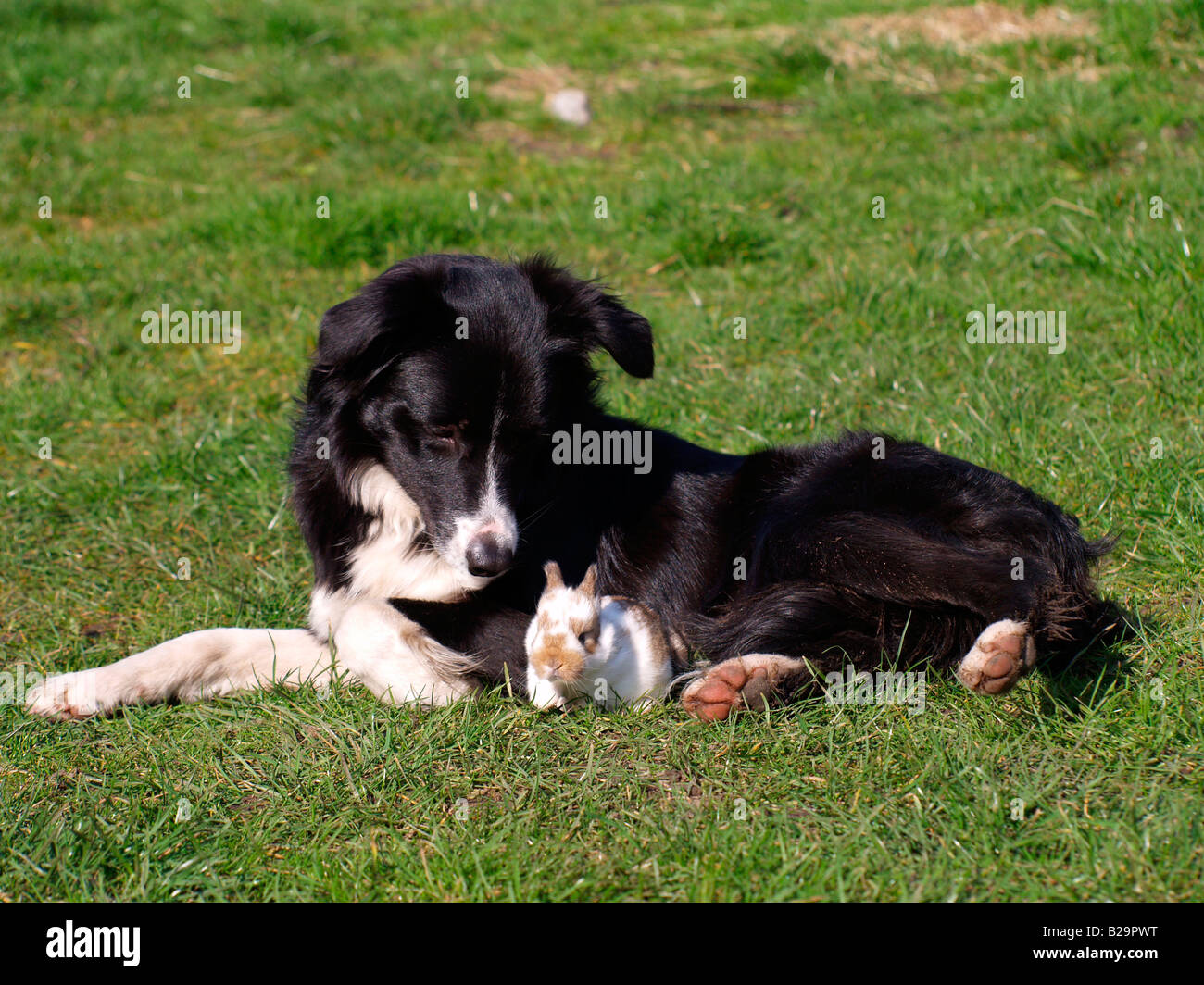Border Collie avec lapin nain Photo Stock - Alamy