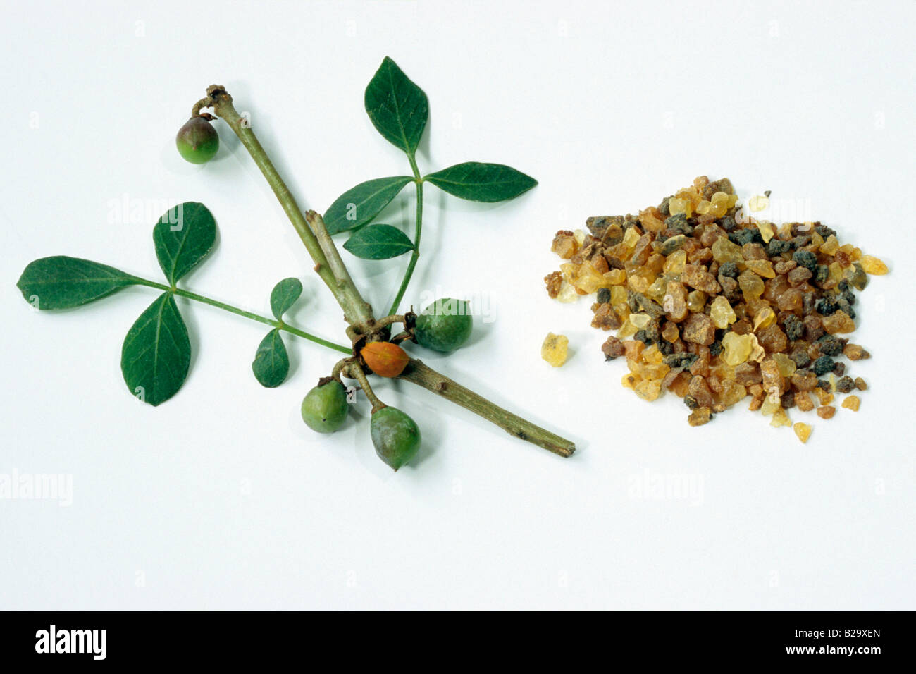 La myrrhe (Commiphora abyssinica abyssin), des rameaux de feuilles, de brindilles, de feuilles et de résine, studio photo Banque D'Images