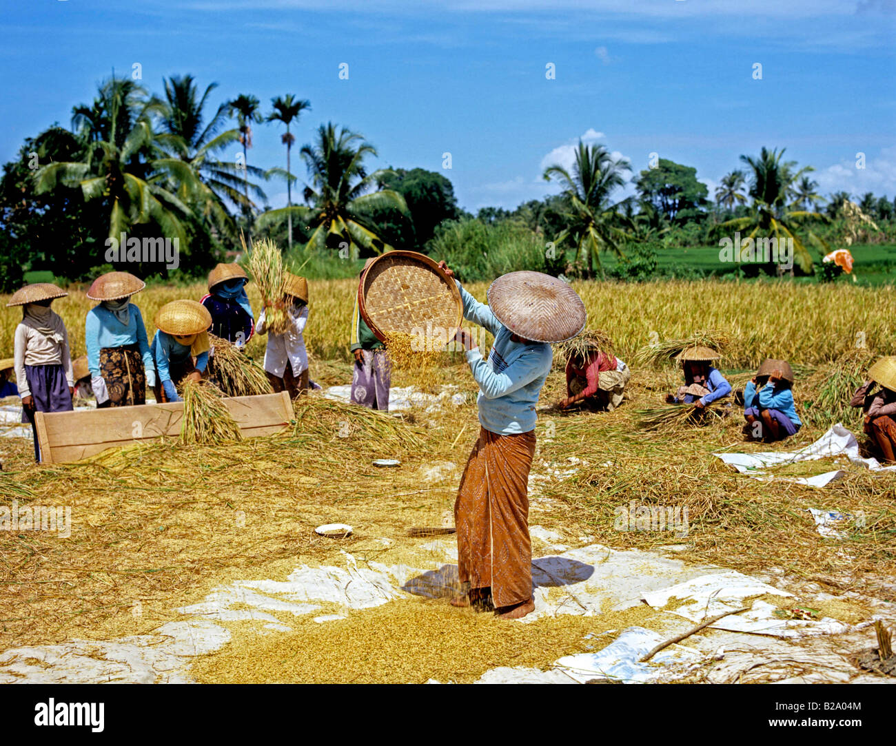 La récolte de riz de l'Indonésie Bali Date 28 03 2008 Ref WP B548 1116530053 CRÉDIT OBLIGATOIRE Sem - Allemand Photos du Monde Banque D'Images