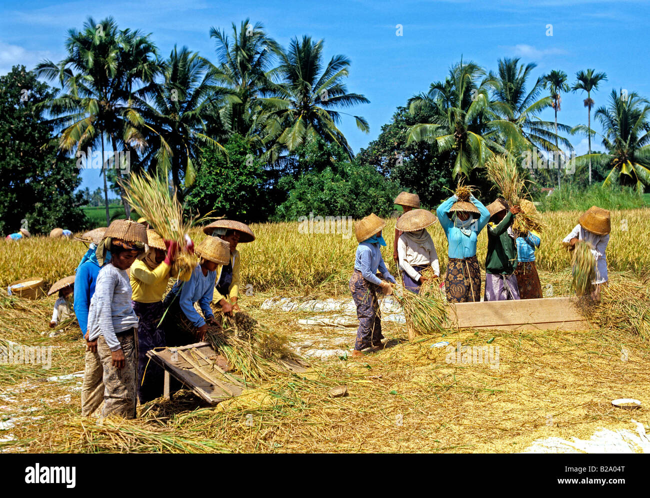 La récolte de riz de l'Indonésie Bali Date 28 03 2008 Ref WP B548 1116530055 CRÉDIT OBLIGATOIRE Sem - Allemand Photos du Monde Banque D'Images