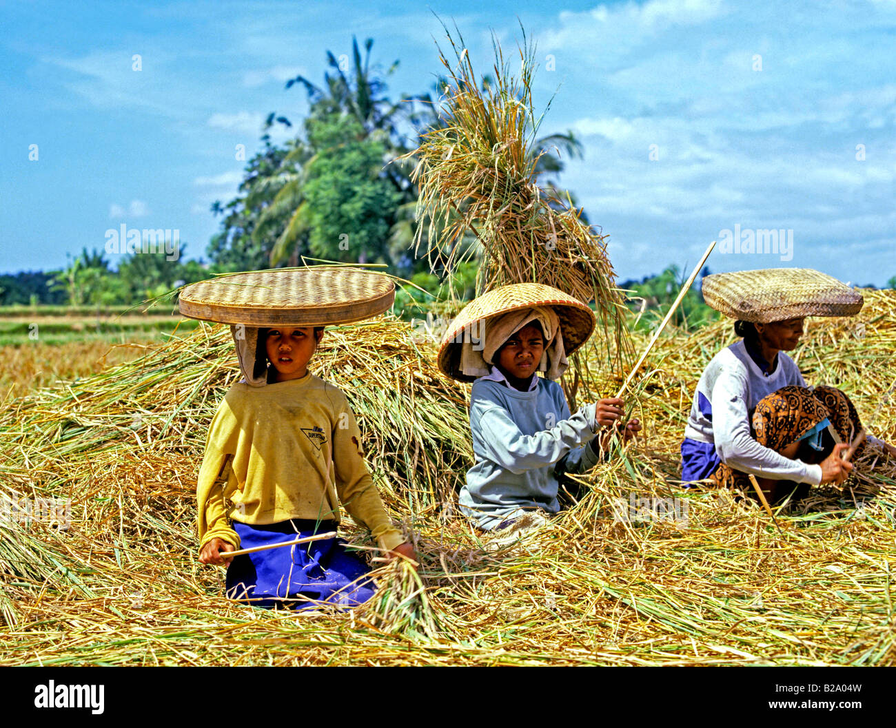La récolte de riz de l'Indonésie Bali Date 28 03 2008 WP Ref B548 1116530056 CRÉDIT OBLIGATOIRE Sem - Allemand Photos du Monde Banque D'Images