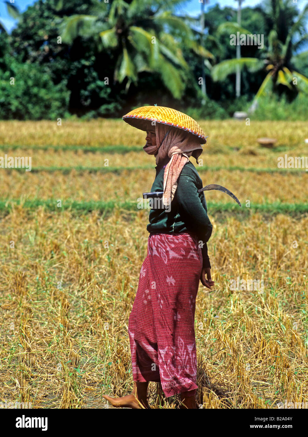 La récolte de riz de l'Indonésie Bali Date 28 03 2008 WP Ref B548 1116530058 CRÉDIT OBLIGATOIRE Sem - Allemand Photos du Monde Banque D'Images