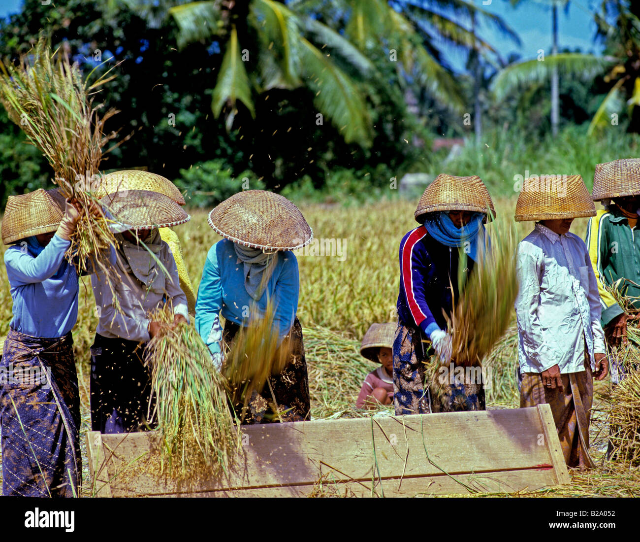 La récolte de riz de l'Indonésie Bali Date 28 03 2008 WP Ref B548 1116530061 CRÉDIT OBLIGATOIRE Sem - Allemand Photos du Monde Banque D'Images