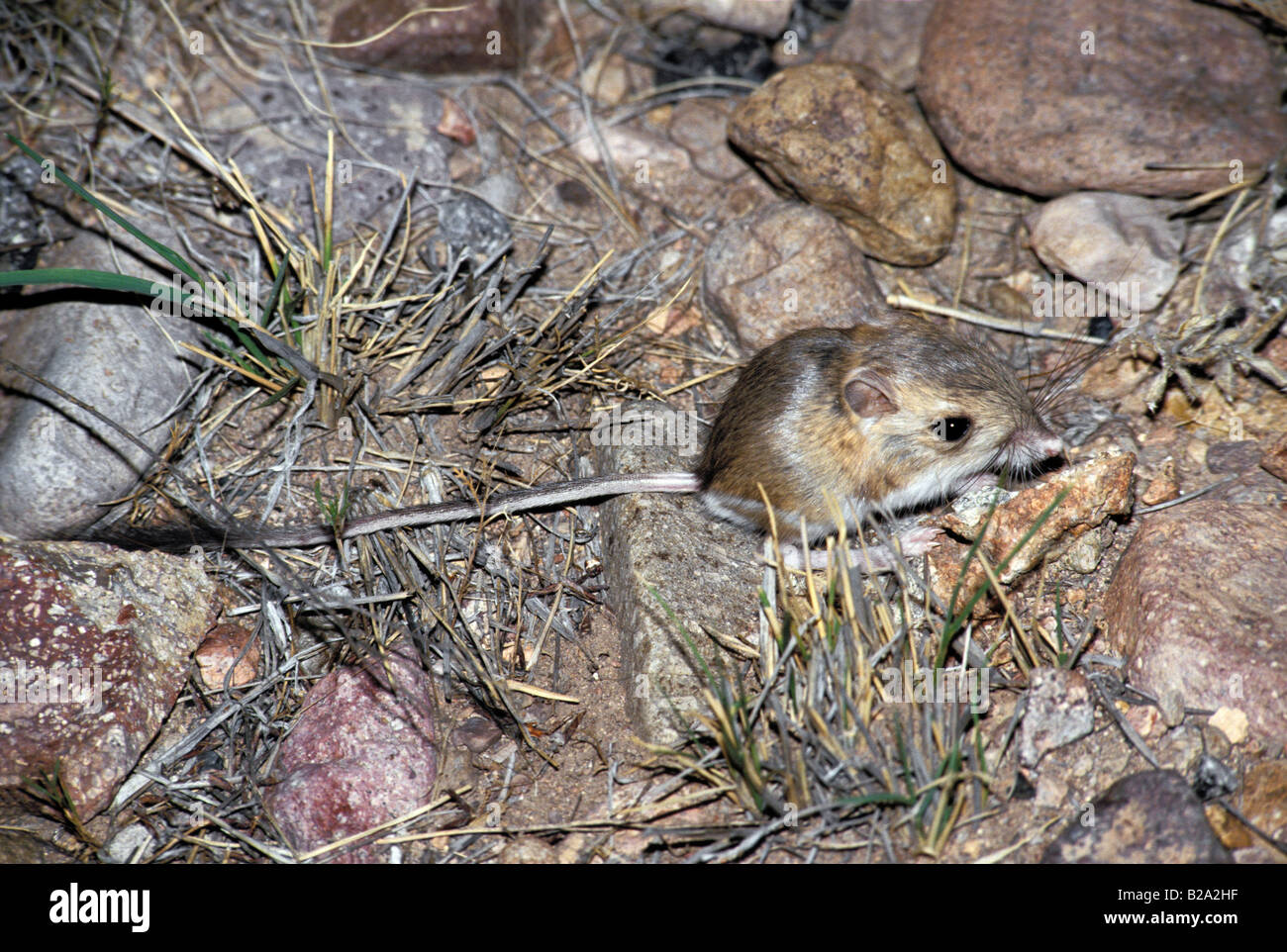 Merriam Dipodomys merriami Rat kangourou d'Tucson ARIZONA United States Avril Hétéromyidés Adultes Banque D'Images