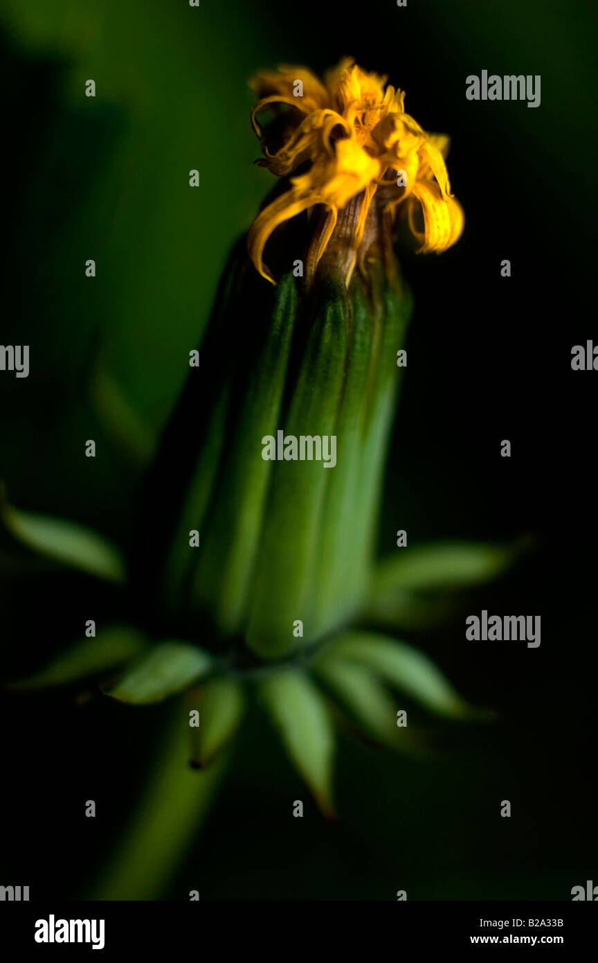 CLOSE UP OF 'fermé' comme le pissenlit FLEUR TRANSFORMES AUX SEMENCES PARACHUTES Banque D'Images