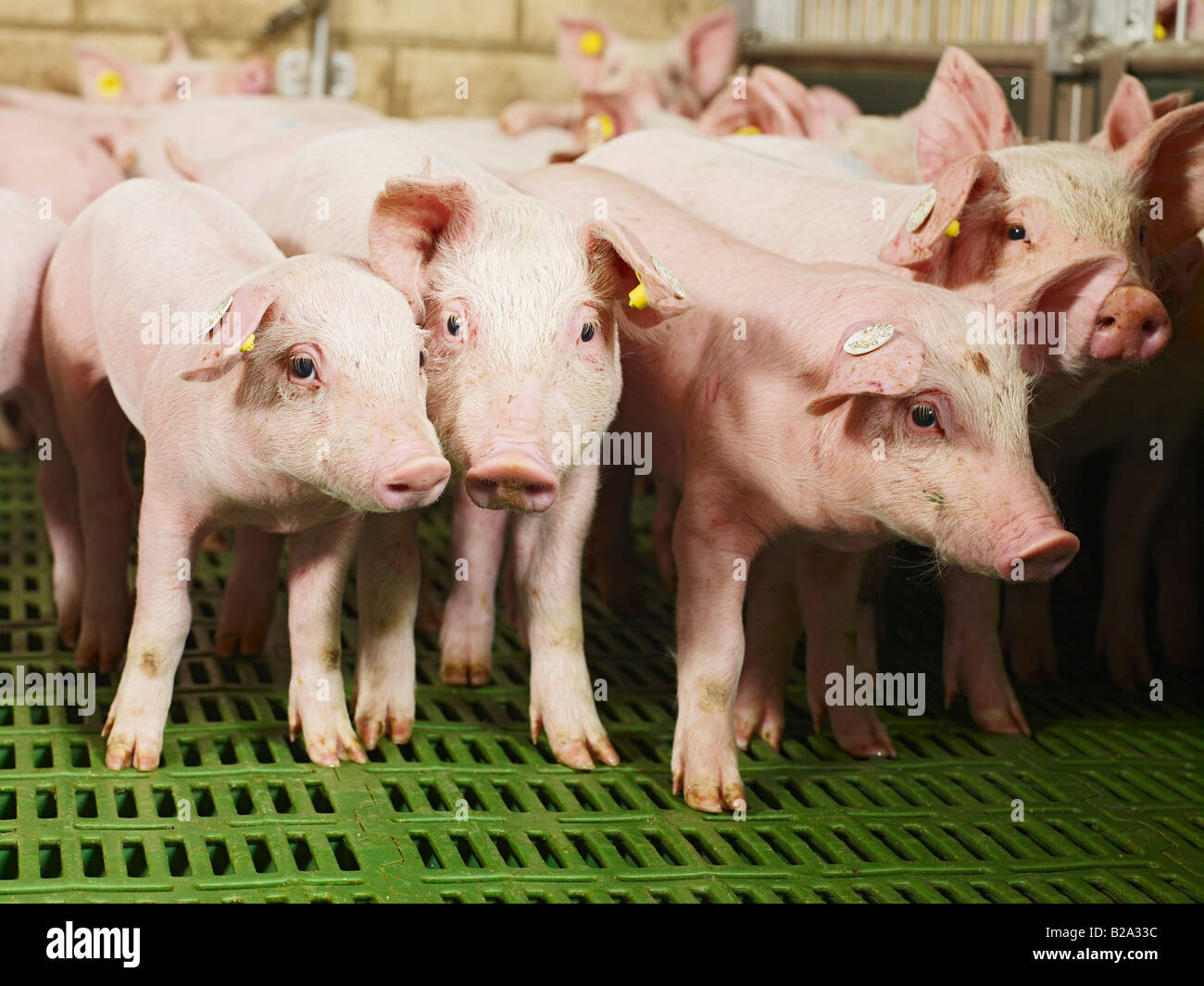 La souffrance des animaux, beaucoup de porcelets dans un petit cochon sty Sus scrofa domestica l'élevage porcin, HEINSBERG, Allemagne, Europe Tierleid Banque D'Images