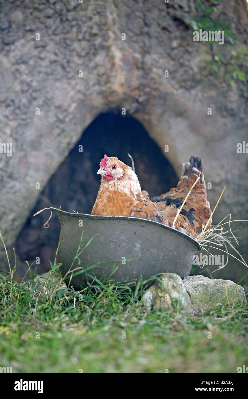 Steelpot US WW2 casque de guerre d'être utilisé comme une poule fort à une ferme en Normandie France Banque D'Images