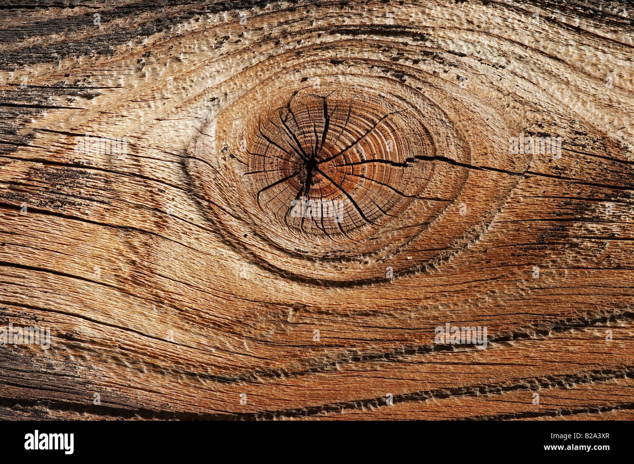 Détail de la texture bois avec nob Banque D'Images