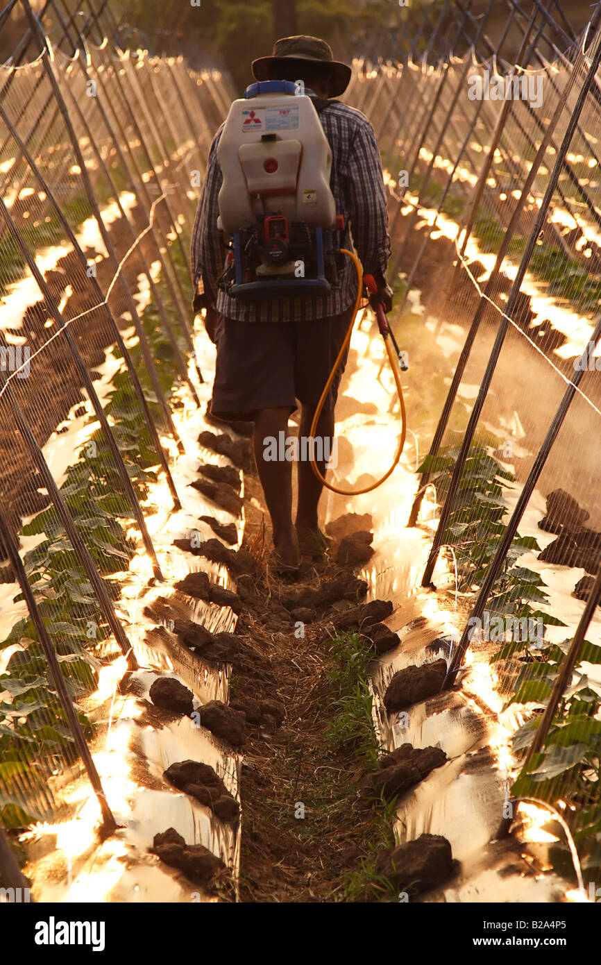 La pulvérisation de pesticide agriculteur par pulvérisateur insecticide riz sans protection dans la rizière Banque D'Images