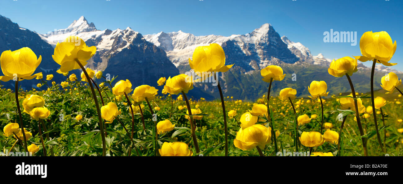 (Trollius Europaeus Globeflower Alpine Meadows ) à 6000ft (2500m) avec l'Eiger derrière. Premièrement, Grindelwald, alpes bernoises Banque D'Images