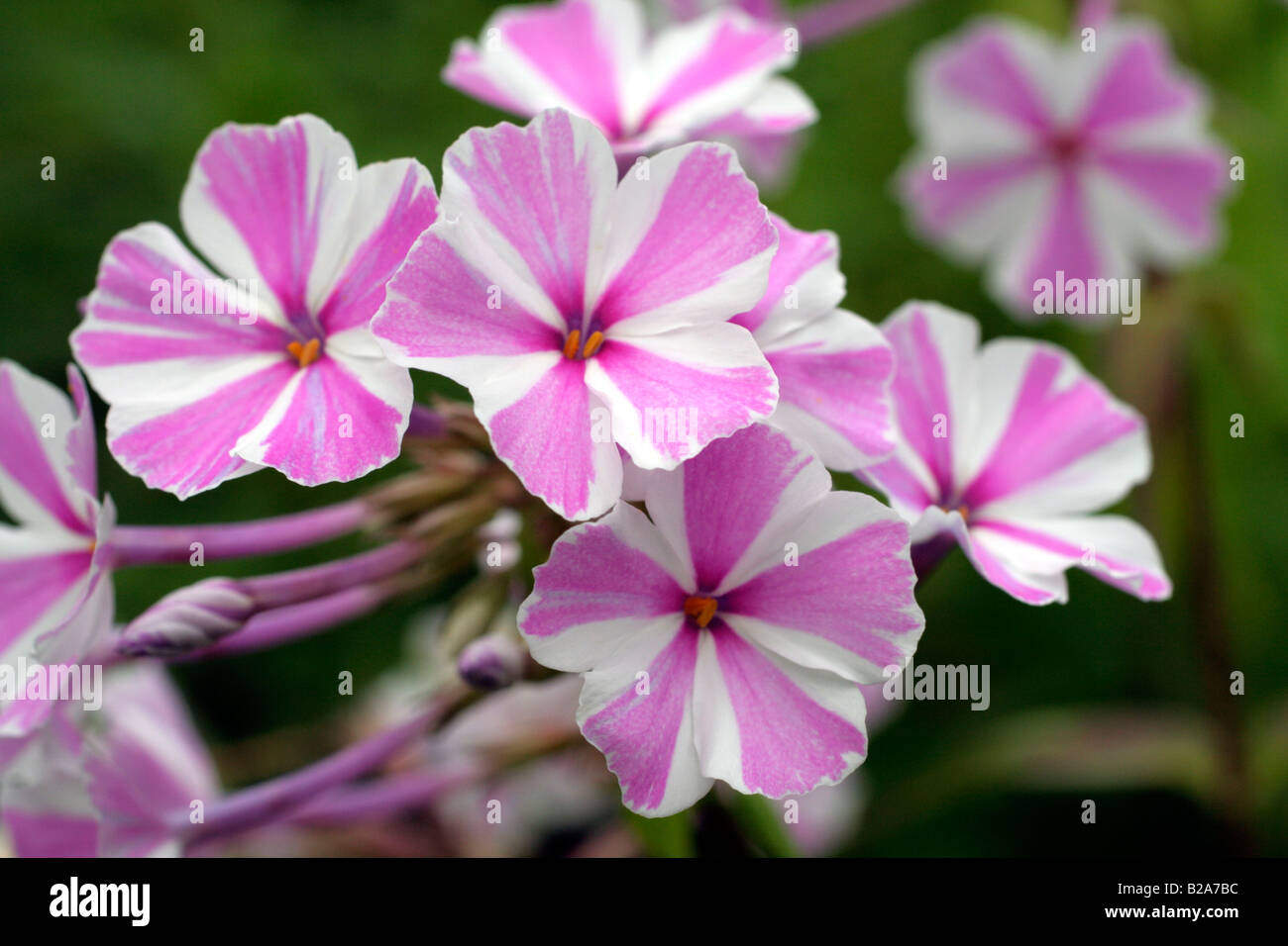 PHLOX MACULATA NATASHA Banque D'Images